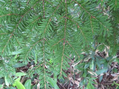 Tsuga diversifolia, photographed by Marco Mussita