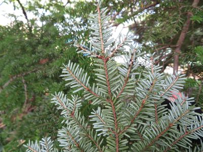 Tsuga diversifolia, photographed by Marco Mussita