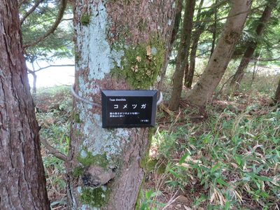 Tsuga diversifolia, photographed by Marco Mussita