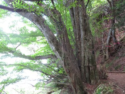 Cercidiphyllum japonicum, photographed by Marco Mussita