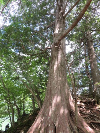 Thuja standishii, photographed by Marco Mussita