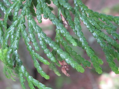 Thuja standishii, photographed by Marco Mussita