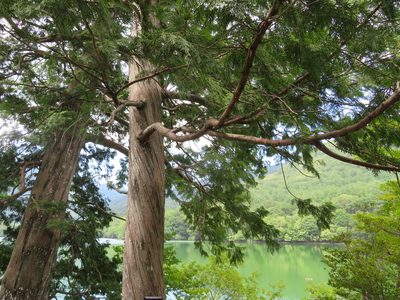 Thuja standishii, photographed by Marco Mussita