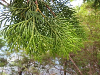 Thuja standishii, photographed by Marco Mussita