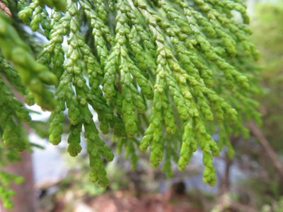 Thuja standishii, photographed by Marco Mussita