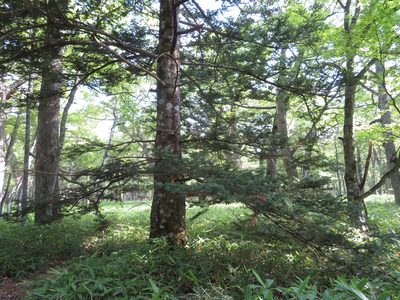 Abies homolepis, photographed by Marco Mussita