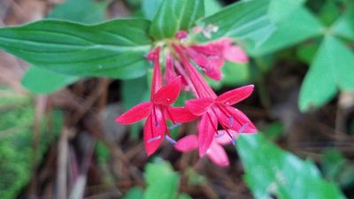 Crusea coccinea, photographed by Alan Rockefeller