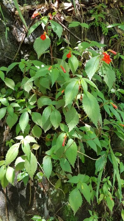 Achimenes heterophylla, photographed by Alan Rockefeller
