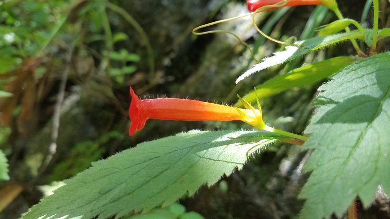 Achimenes heterophylla, photographed by Alan Rockefeller