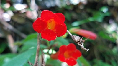Achimenes heterophylla, photographed by Alan Rockefeller