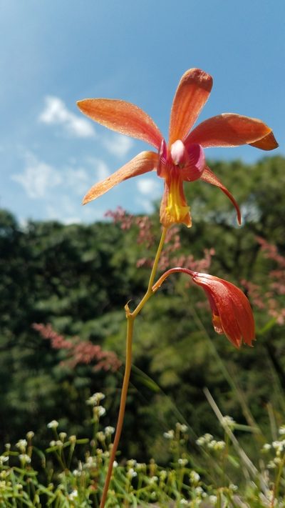 Bletia coccinea, photographed by Alan Rockefeller