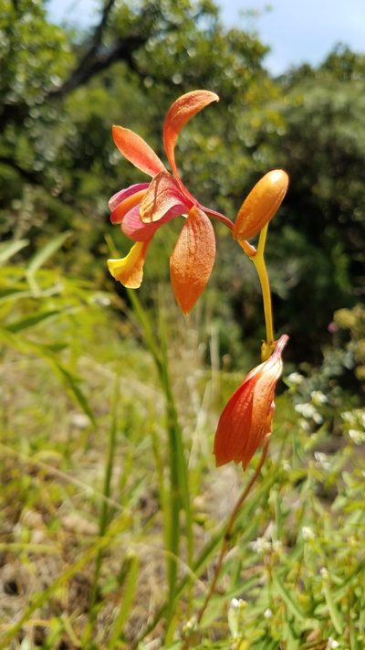 Bletia coccinea, photographed by Alan Rockefeller