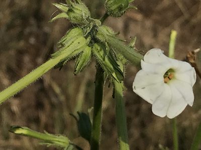 Nicotiana acuminata, photographed by Aaron Liston