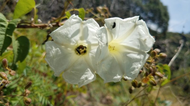 Ipomoea suaveolens, photographed by Alan Rockefeller