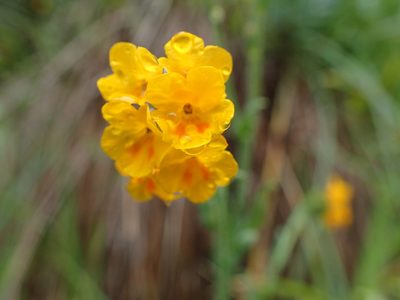 Amsinckia lunaris, photographed by Scott Yarger