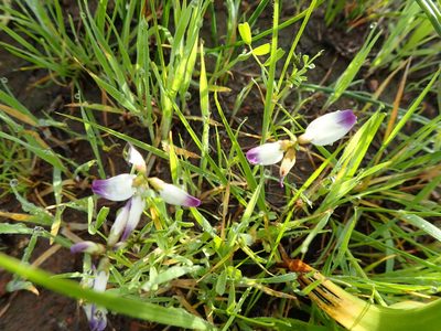 Astragalus claranus, photographed by Scott Yarger