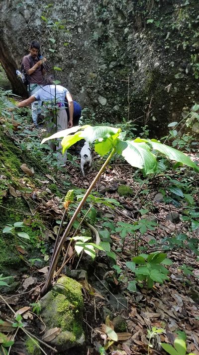 Arisaema macrospathum, photographed by Alan Rockefeller