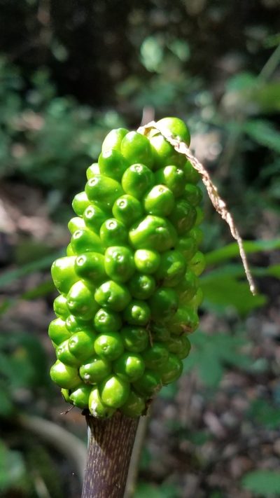 Arisaema macrospathum, photographed by Alan Rockefeller