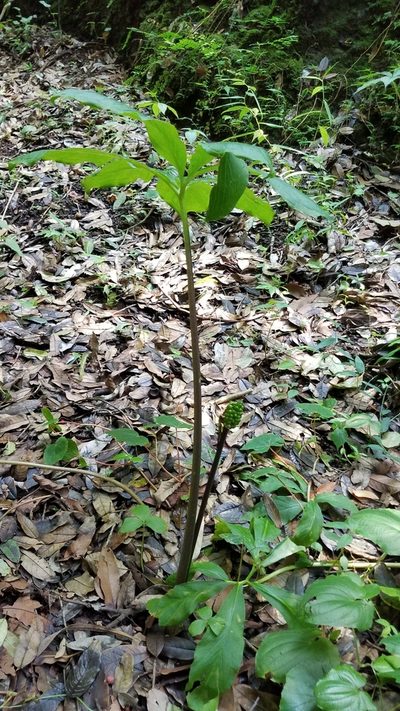 Arisaema macrospathum, photographed by Alan Rockefeller