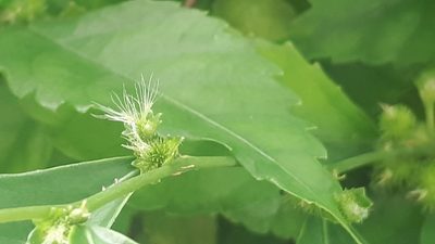 Acalypha siamensis, photographed by Ong Jyh Seng