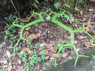 Sticheroides truncata, photographed by Al Kordesch
