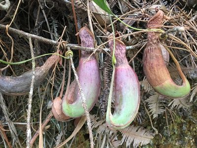 Nepenthes albomarginata, photographed by Al Kordesch