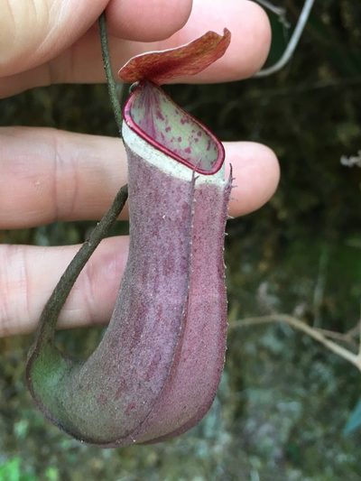 Nepenthes albomarginata, photographed by Al Kordesch