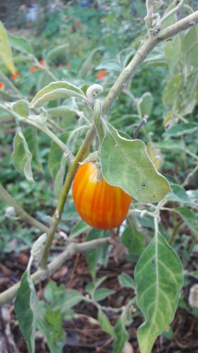 Solanum aethiopicum, photographed by Douglas