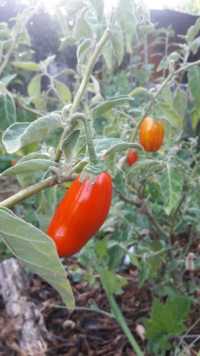 Solanum aethiopicum, photographed by Douglas