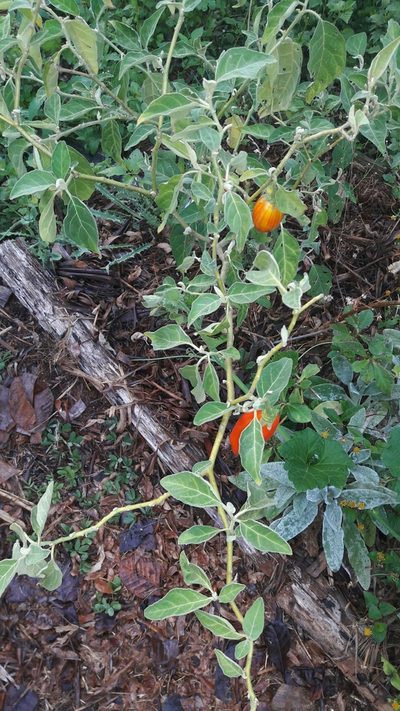 Solanum aethiopicum, photographed by Douglas