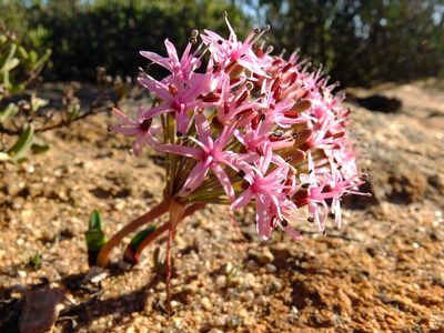 Hessea breviflora, photographed by Kevin Murray