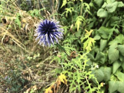 Echinops bannaticus, photographed by Jason Grant