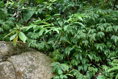Ardisia polysticta, photographed by 楊富鈞