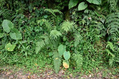 Pseudocyclosorus esquirolii, photographed by 楊富鈞