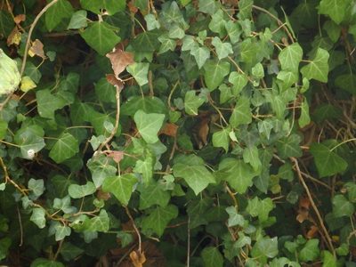 Hedera maderensis, photographed by Duarte Frade