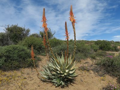 Aloe glauca, photographed by Kevin Murray