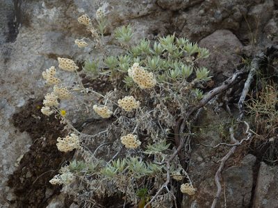 Helichrysum melaleucum, photographed by Duarte Frade