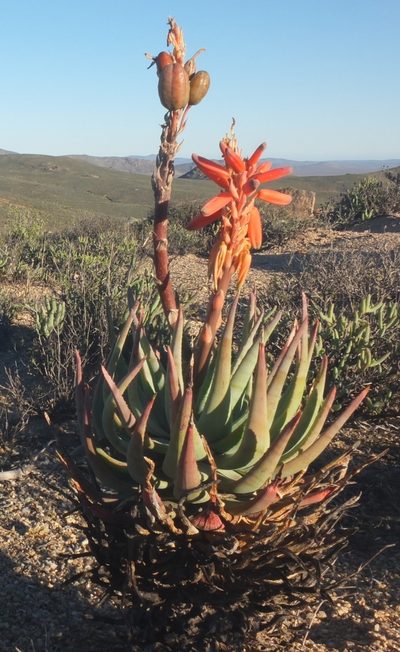 Aloe krapohliana, photographed by Kevin Murray