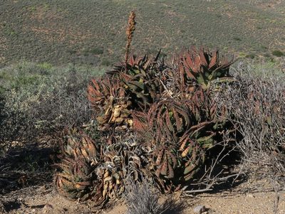 Aloe melanacantha, photographed by Kevin Murray