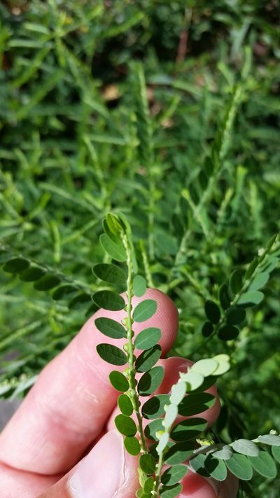 Phyllanthus fraternus, photographed by cwarneke
