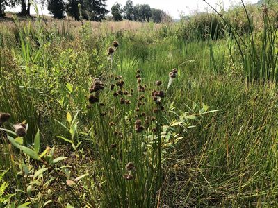 Juncus bolanderi, photographed by Matt Benotsch