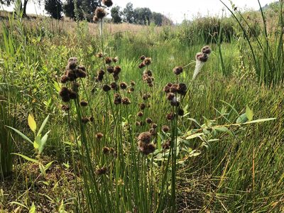 Juncus bolanderi, photographed by Matt Benotsch