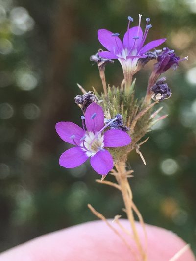 Navarretia viscidula, photographed by Alex Heyman