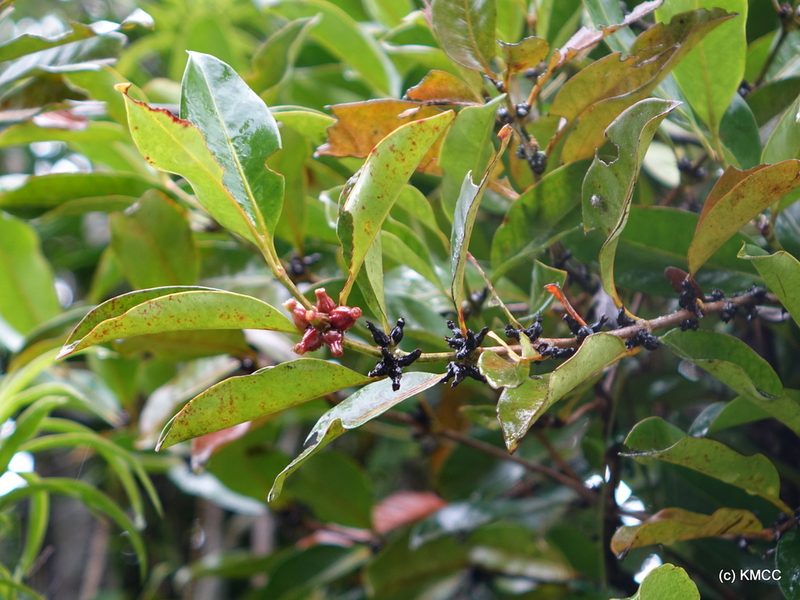 Chapelieria madagascariensis, photographed by Romer N. Rabarijaona