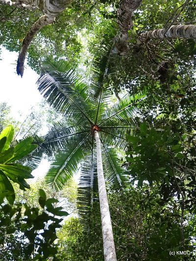 Chrysalidocarpus lastellianus, photographed by Romer N. Rabarijaona