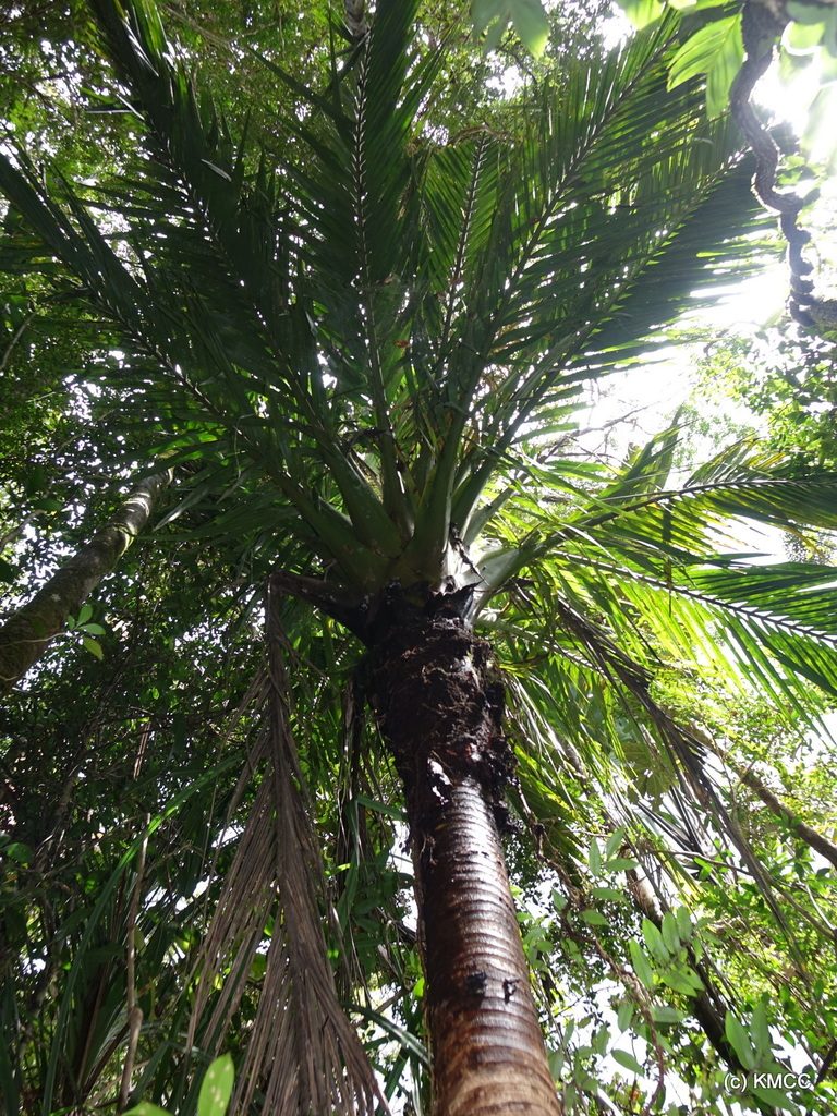 Masoala madagascariensis, photographed by Romer N. Rabarijaona