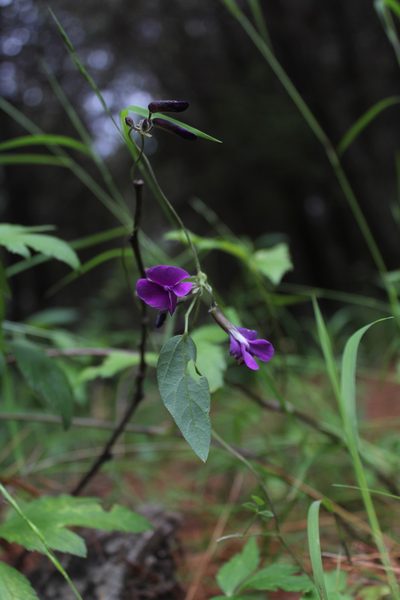 Cologania obovata, photographed by Said Jimenez