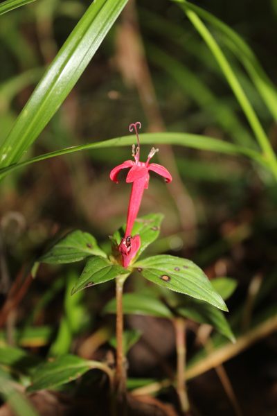 Crusea coccinea, photographed by Said Jimenez