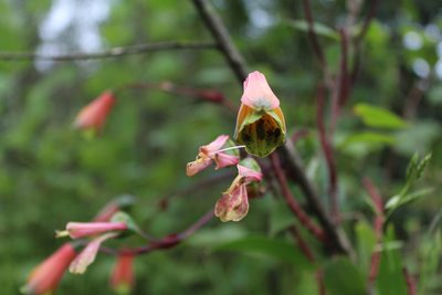 Bomarea edulis, photographed by Said Jimenez