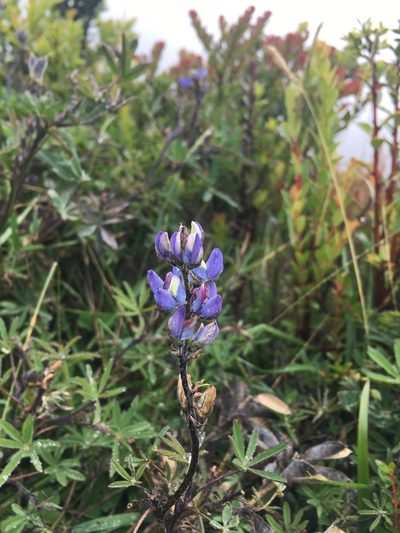 Lupinus costaricensis, photographed by Katie Carter